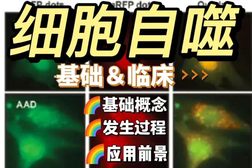 细胞自噬：从基础到临床，生命科学的深度解析