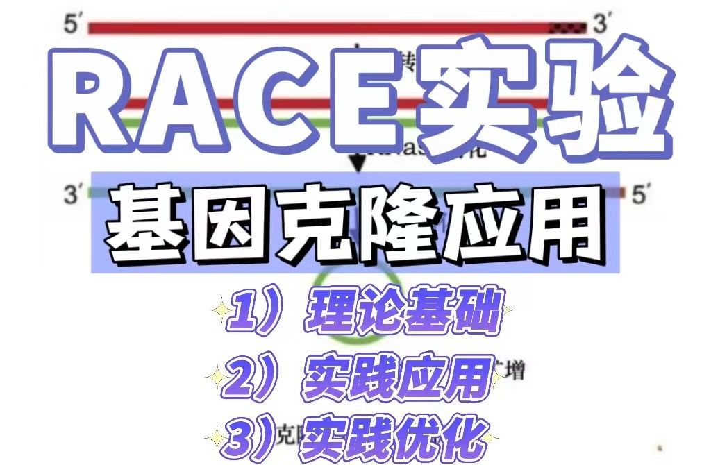 RACE实验在基因克隆中的应用：从理论到实践的跨越