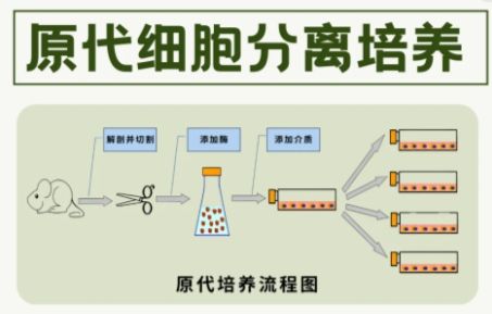 原代细胞无菌培养关键步骤拆解，拒绝支原体污染