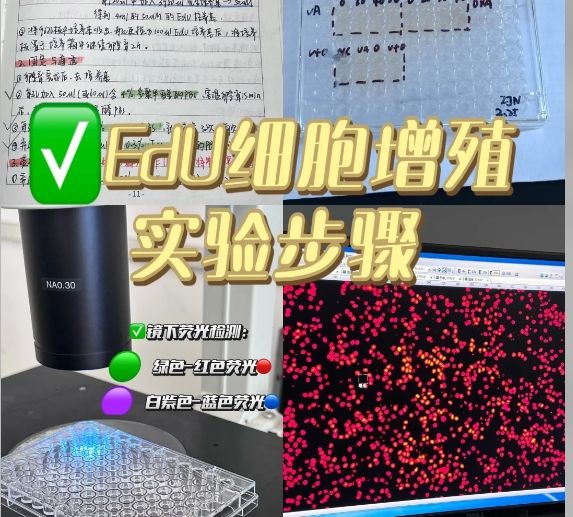 EdU检测细胞增殖：高灵敏度+无DNA变性