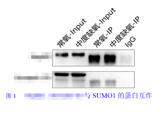 COIP案例