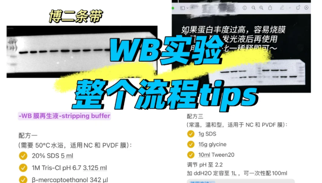 WB实验原理合集