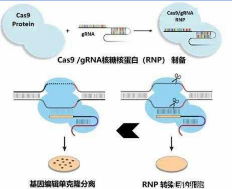 RNP 电转法 KO 细胞株构建：低脱靶、高效率