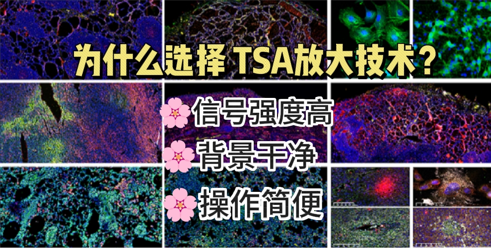 为什么选择TSA放大技术？