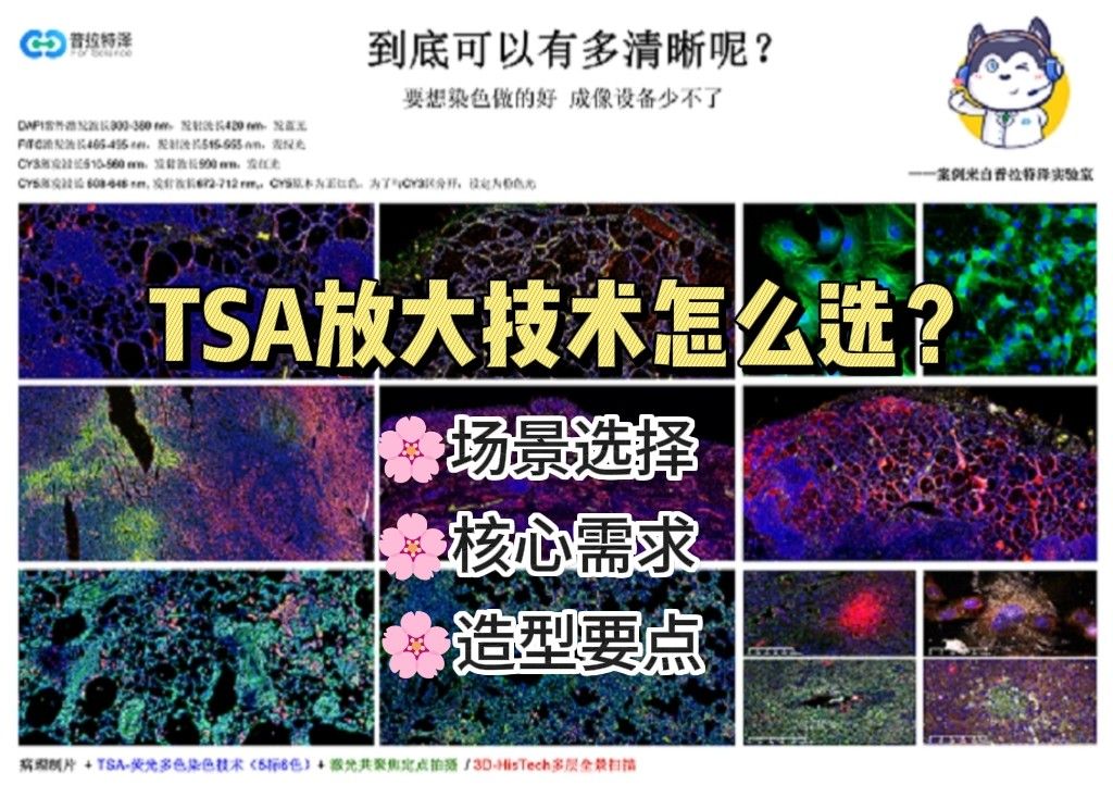 TSA 放大技术怎么选？不同场景下的选型指南与注意事项