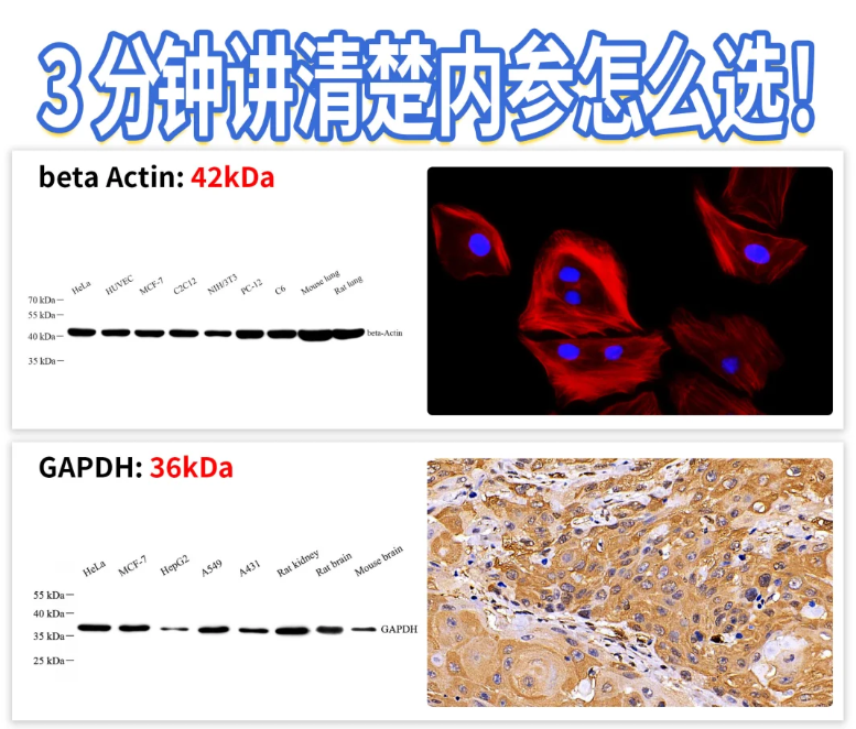 15 分钟 WB 内参突破！噗啦噗啦实验室染液刷新效率天花板