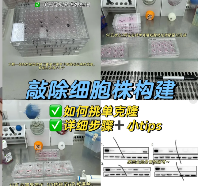 终于构出了KO细胞