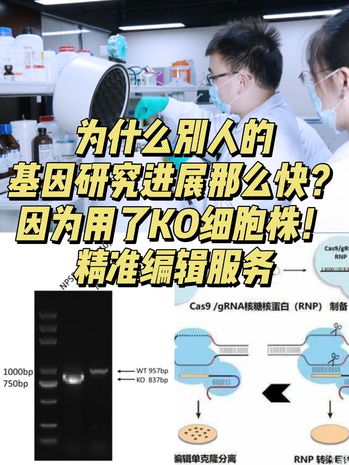 2025KO 细胞培养全攻略：新手也能学会的操作技巧与常见问题解答