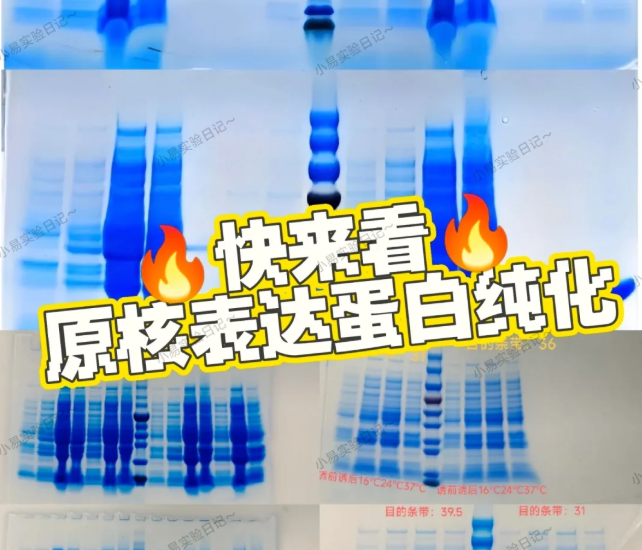 原核重组蛋白表达纯化常见问题深度解析（低产量 / 杂蛋白多等核心痛点解决方案）