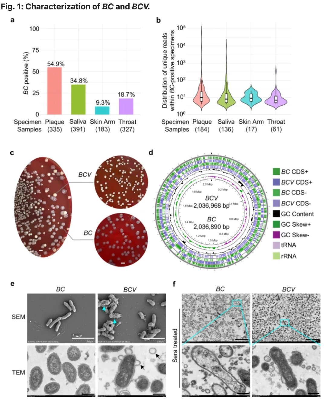 细胞：啊我又鼠了，我又有新鼠法了——细胞浮亡 Floatptosis