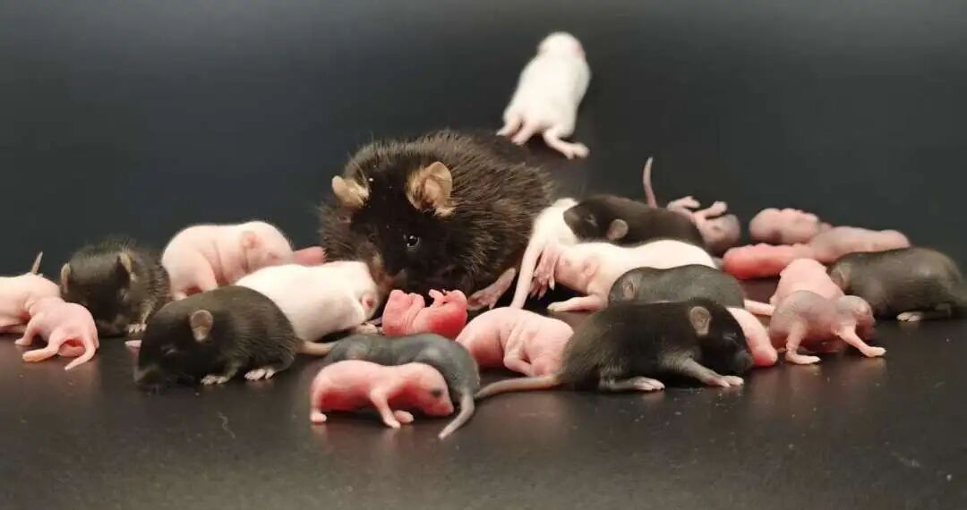 这些常见的小鼠，背景原来是这样！