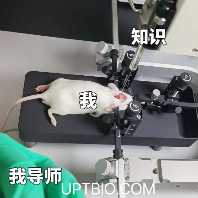 拿捏小鼠给药！从此不洒不漏，鼠鼠乖乖&ldquo;干杯&rdquo;~