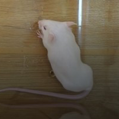 小鼠抽搐模型